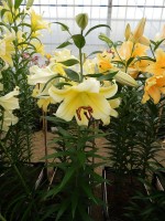 [4147 ConcaDor EVR No01.JPG]